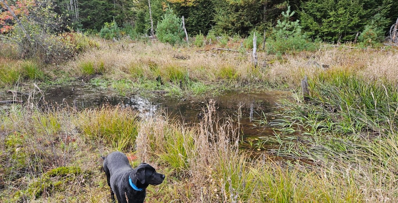 736 Wetland 2
