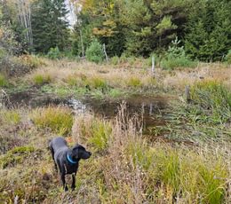 736 Wetland 2