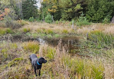 736 Wetland 2