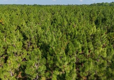 737 Longleaf Mecca Photo 25