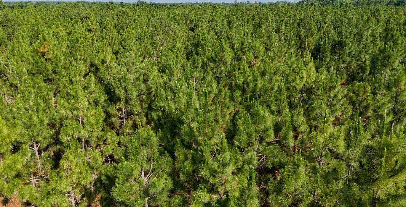 737 Longleaf Mecca Photo 25
