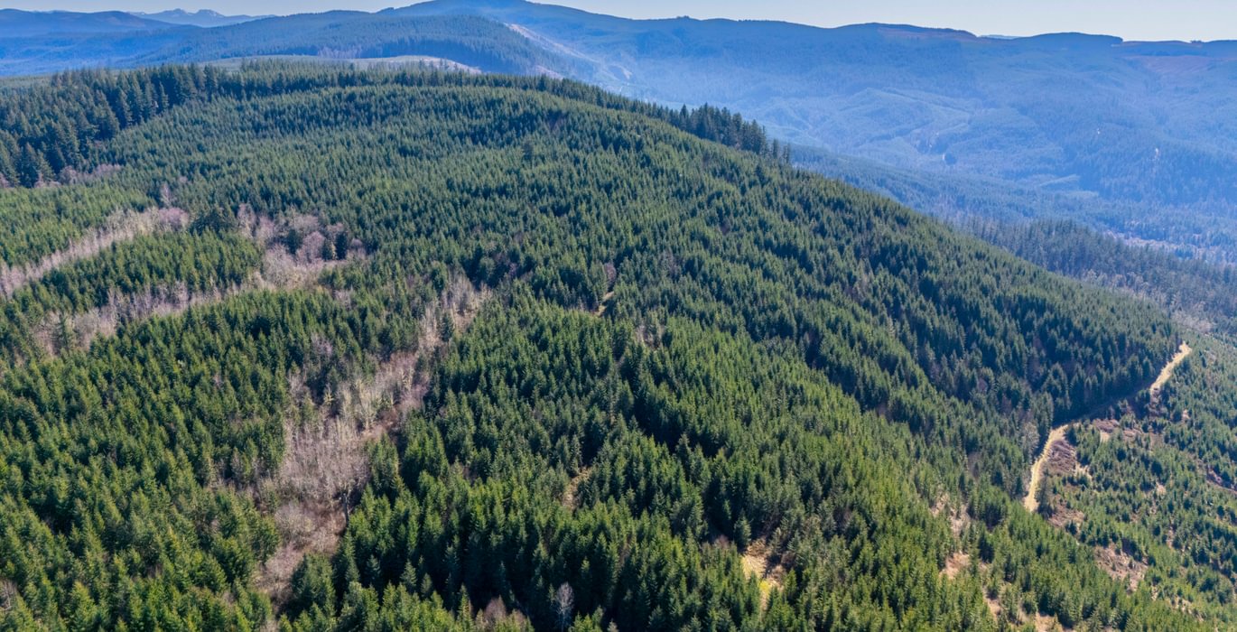 742 trees 1