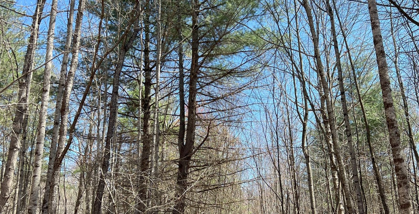 744 Timber Stand 13 Pine