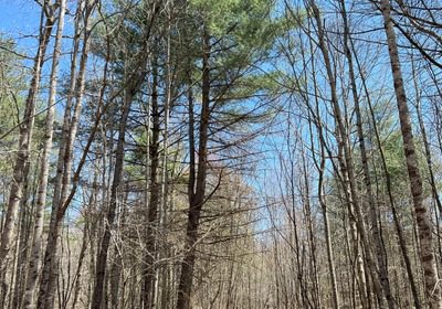 744 Timber Stand 13 Pine