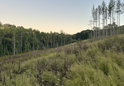 745 IMG 2817