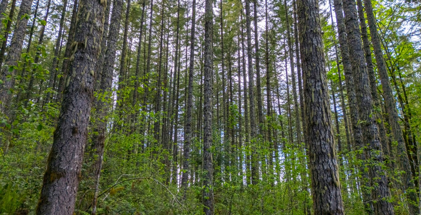 750 Trees Low 1