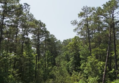 753 AFM Stone 34 Photo 10