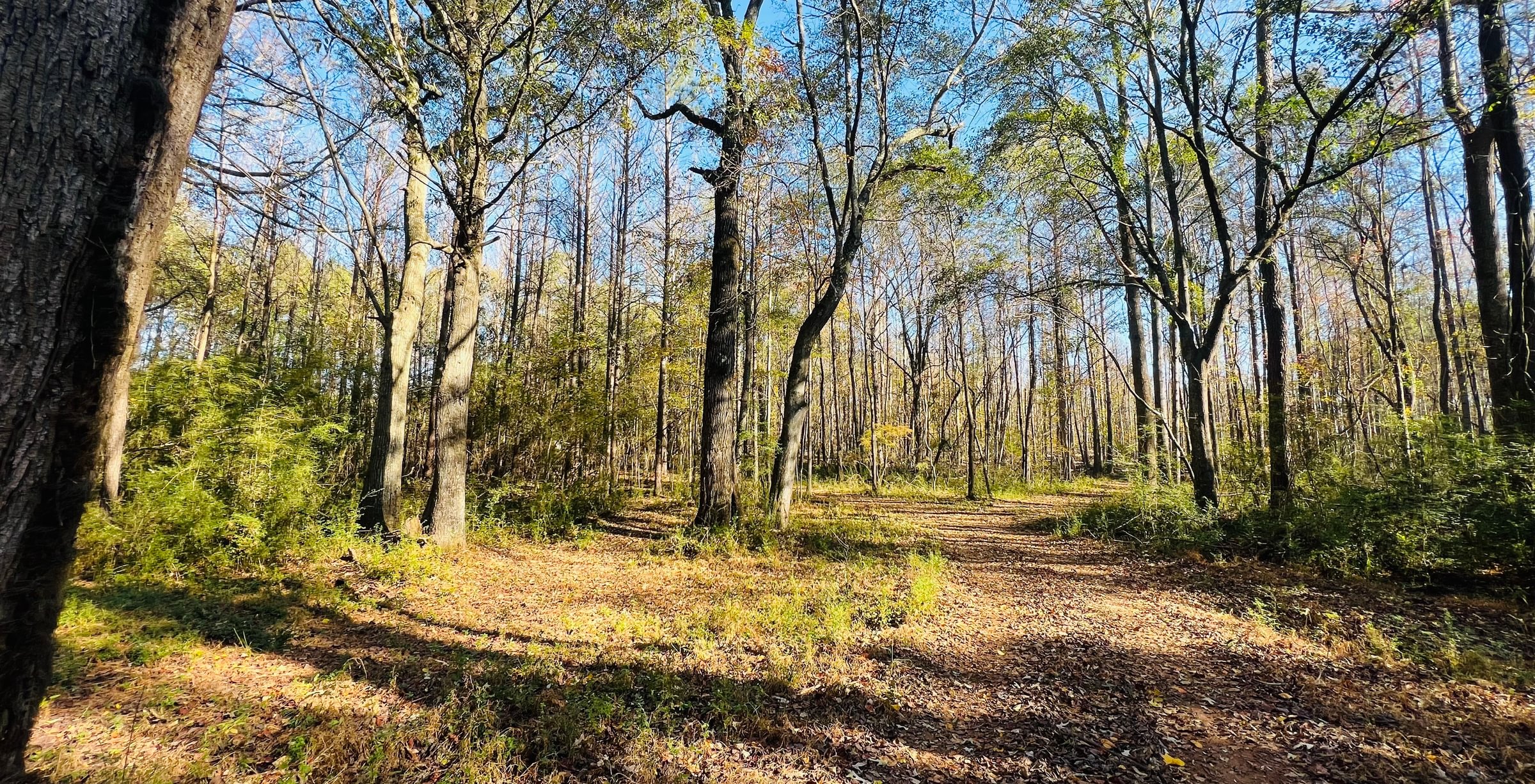 Photo 8 of Paradise Farms, 46.84 acres, Henry County, Georgia