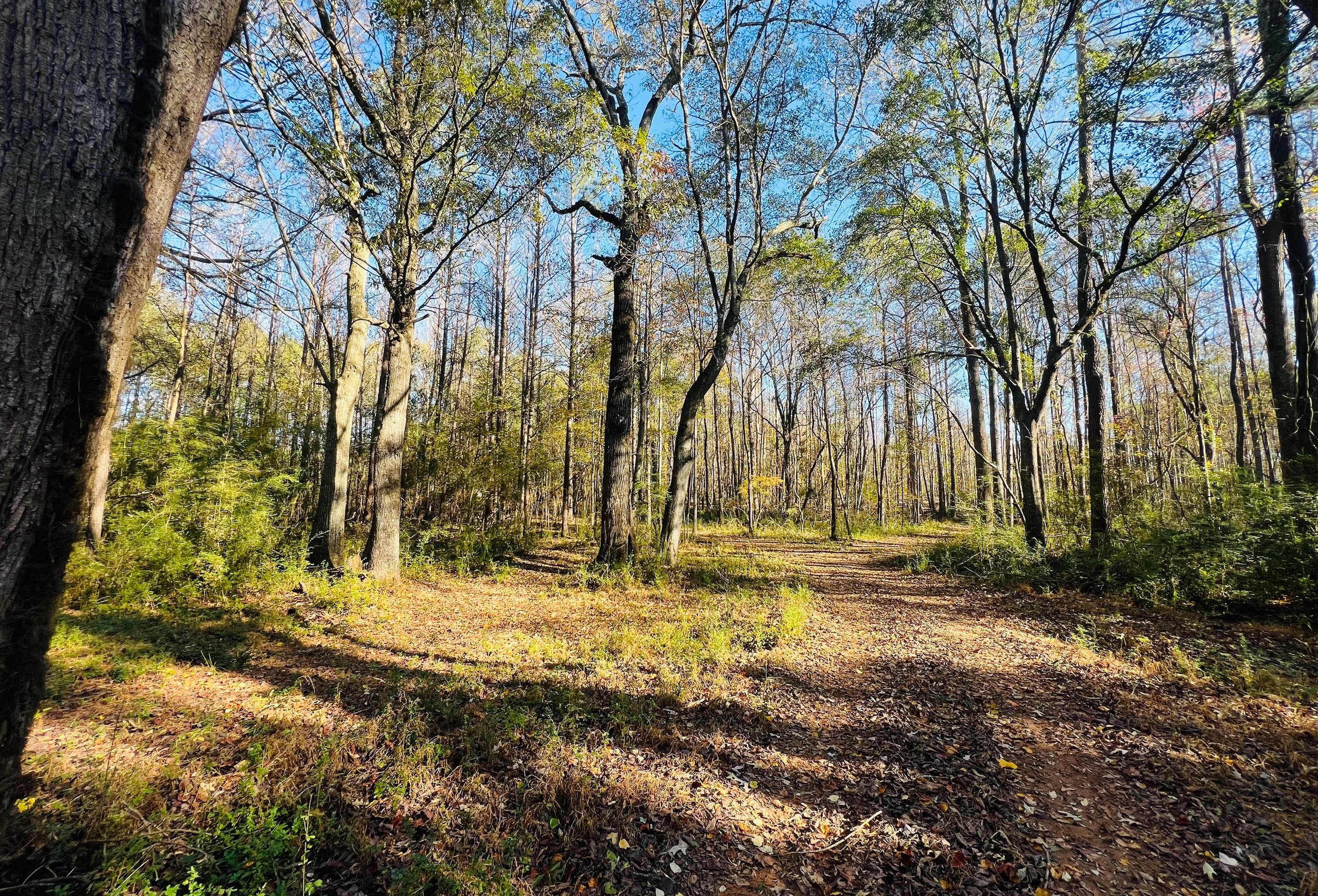 Photo 8 of Paradise Farms, 46.84 acres, Henry County, Georgia