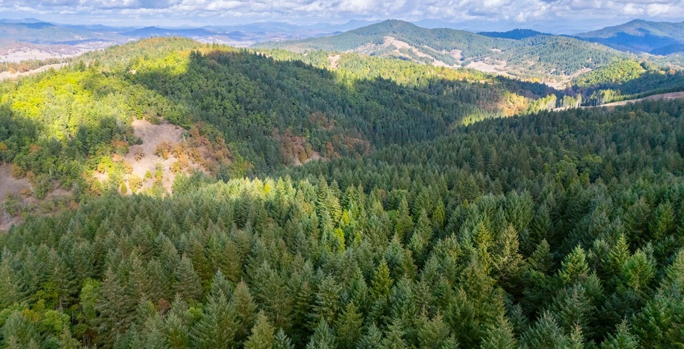 754 trees 8