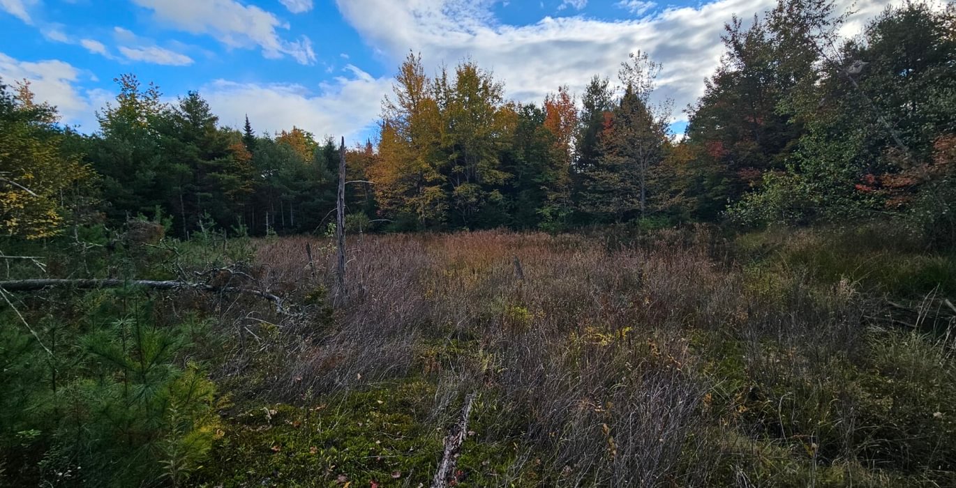 761 Wetland 4