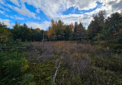 761 Wetland 4
