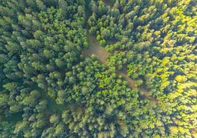 765 trees 10