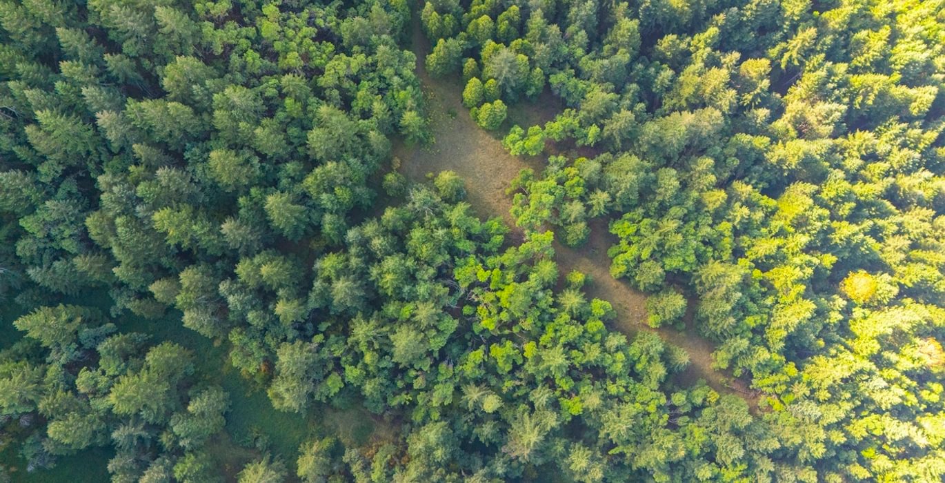 765 trees 10