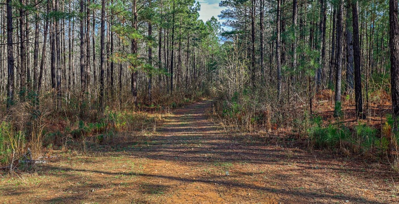 766 AFM Pines at Devereux 6