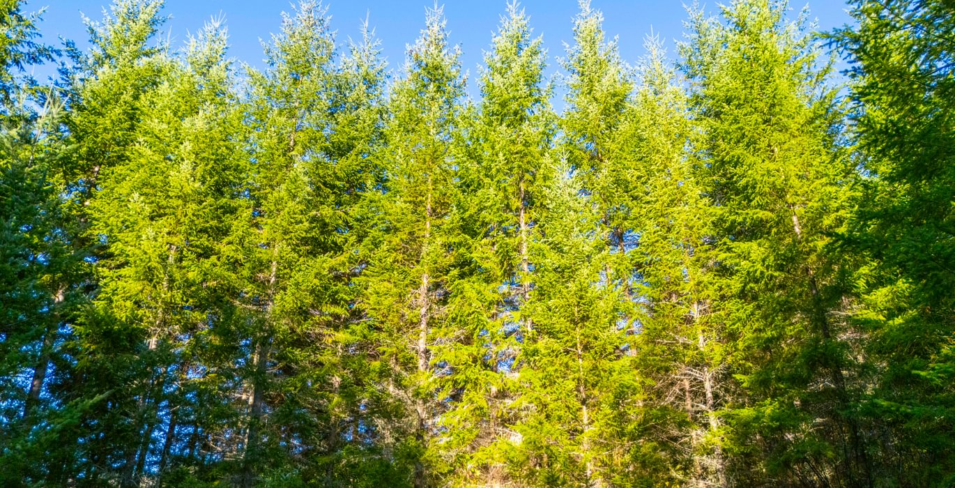 769 trees Mid 1