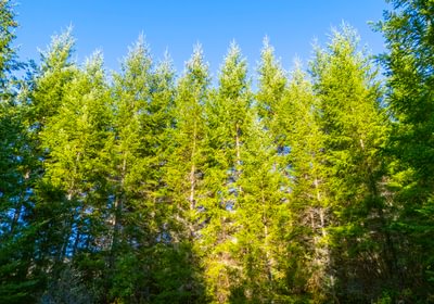 769 trees Mid 1