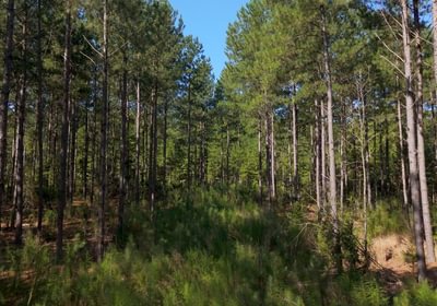 775 Cabin Creek Photo 10