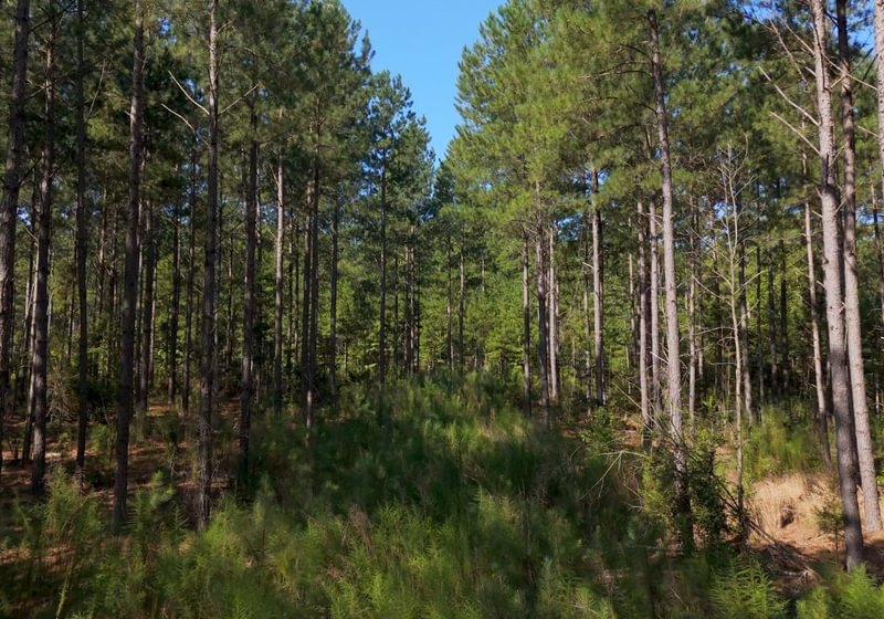775 Cabin Creek Photo 10