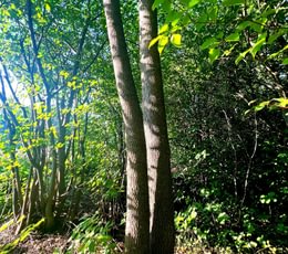 775 IMG 2876