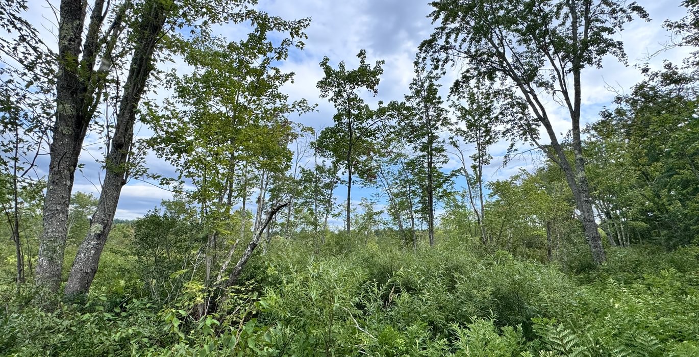 778 Meadow from lake edge