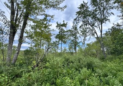 778 Meadow from lake edge