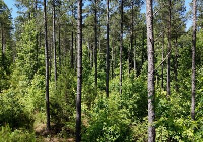 783 Horton Tract Photo 31