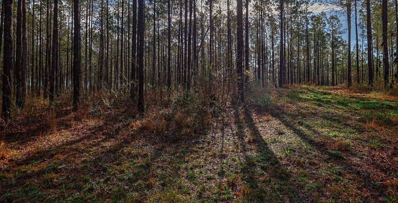 786 AFM Pines at Devereux 11