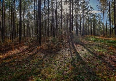 786 AFM Pines at Devereux 11