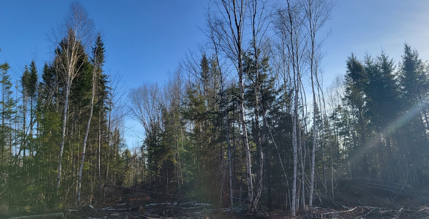 786 trees5