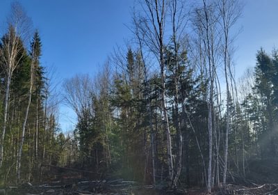 786 trees5