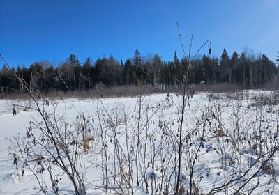 788 7 Birch stream