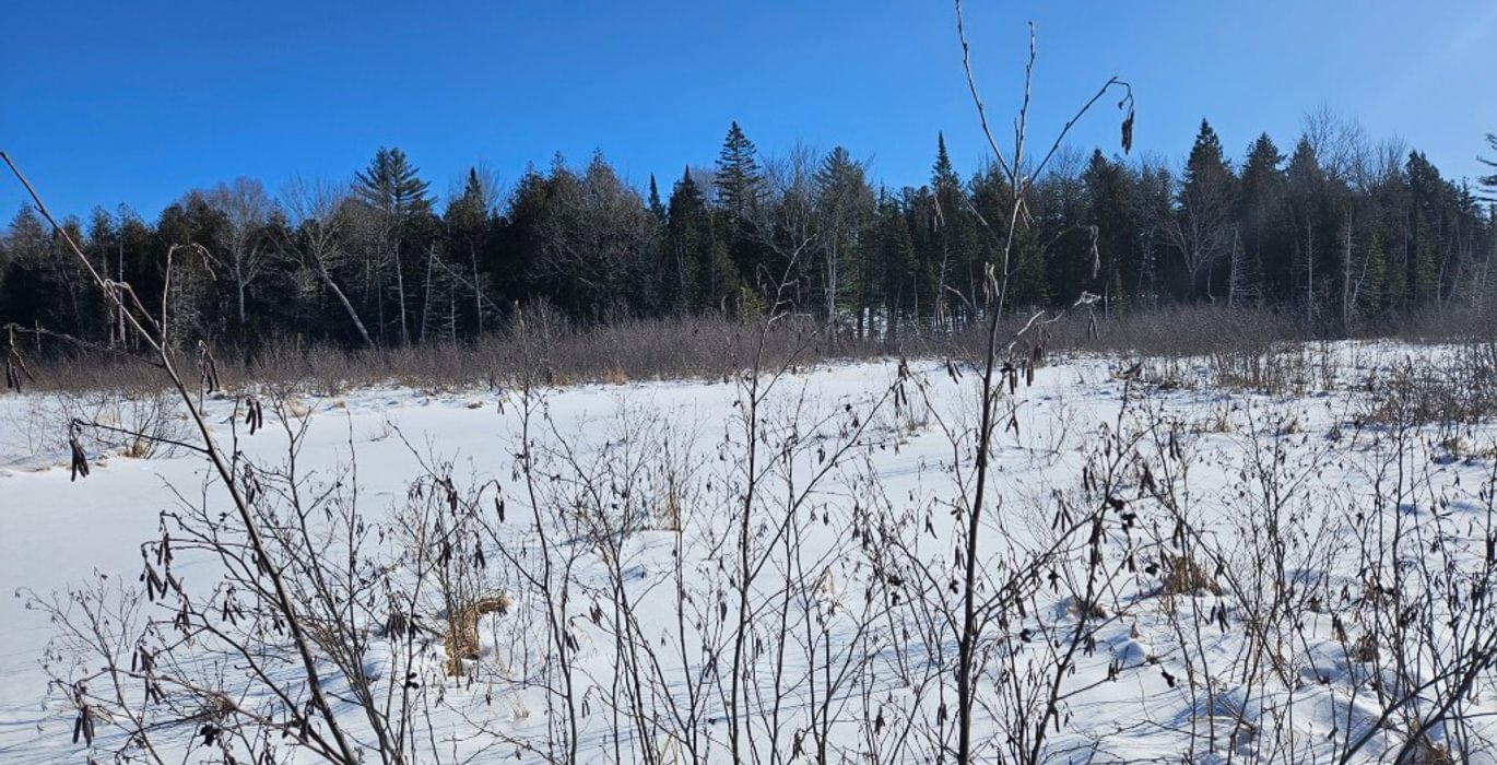 788 7 Birch stream