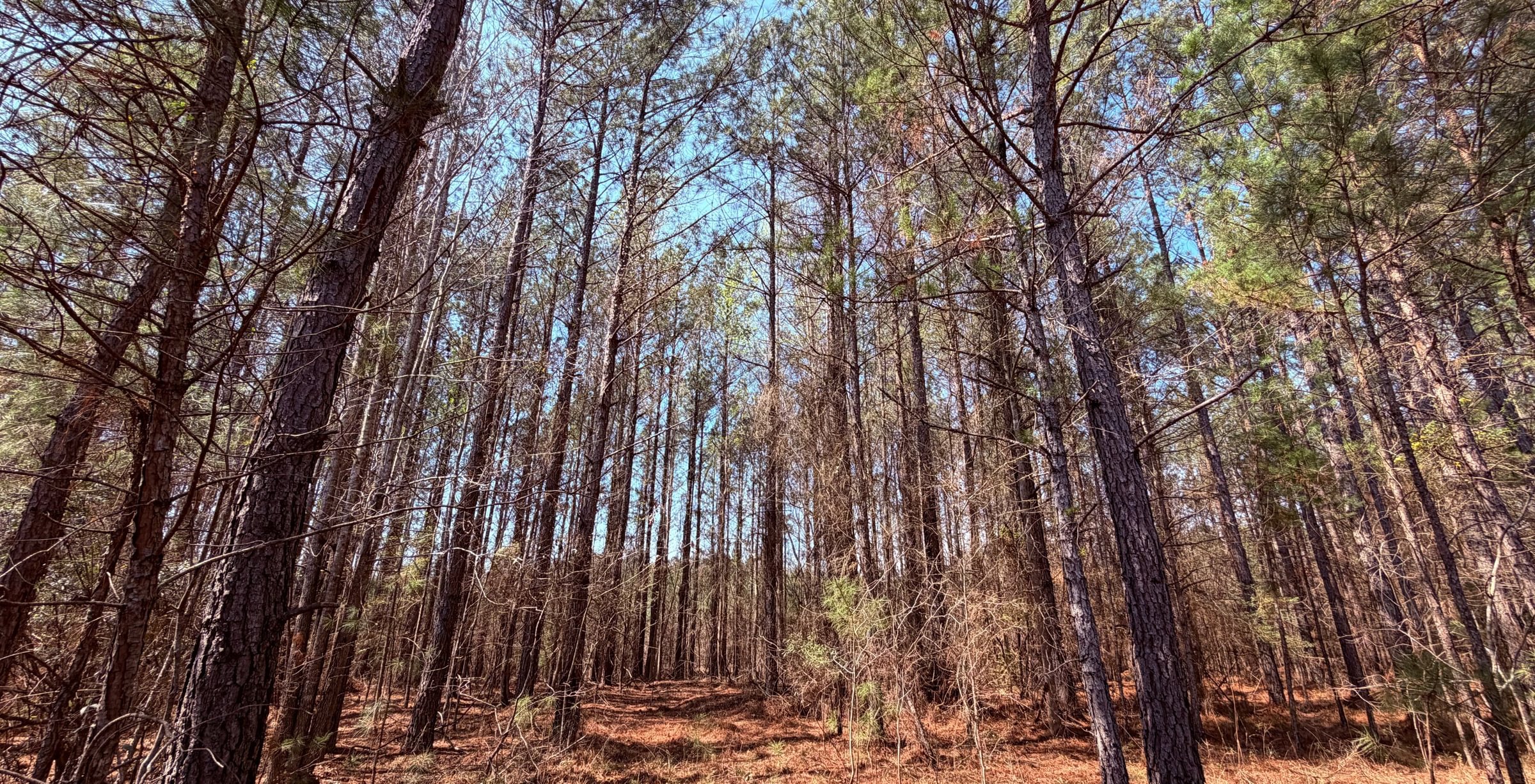 Photo 3 of Fort Creek Timberlands, 221 acres, Hancock County, Georgia