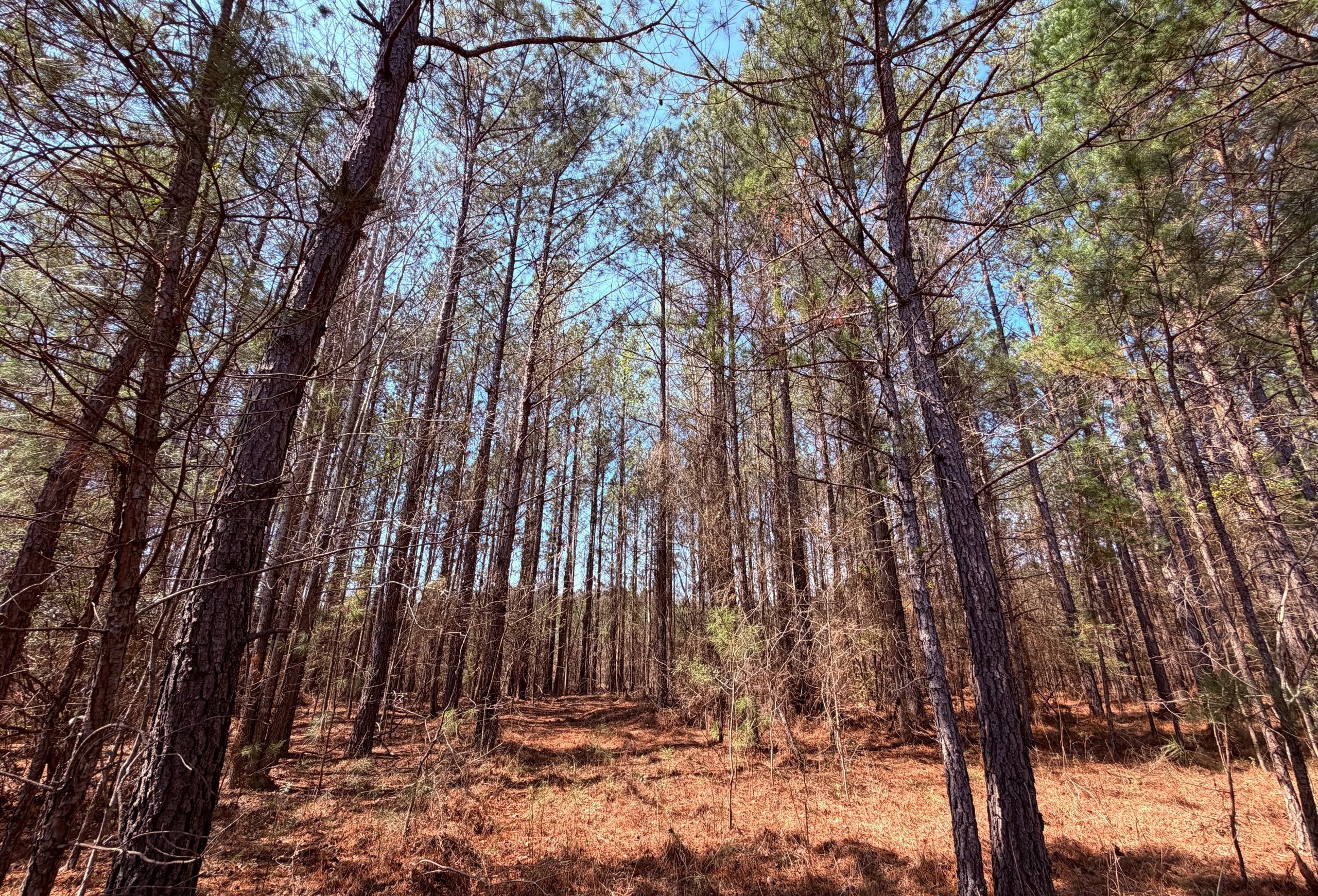 Photo 3 of Fort Creek Timberlands, 221 acres, Hancock County, Georgia