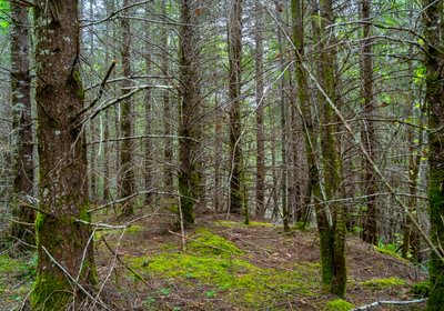 797 Trees Low 6