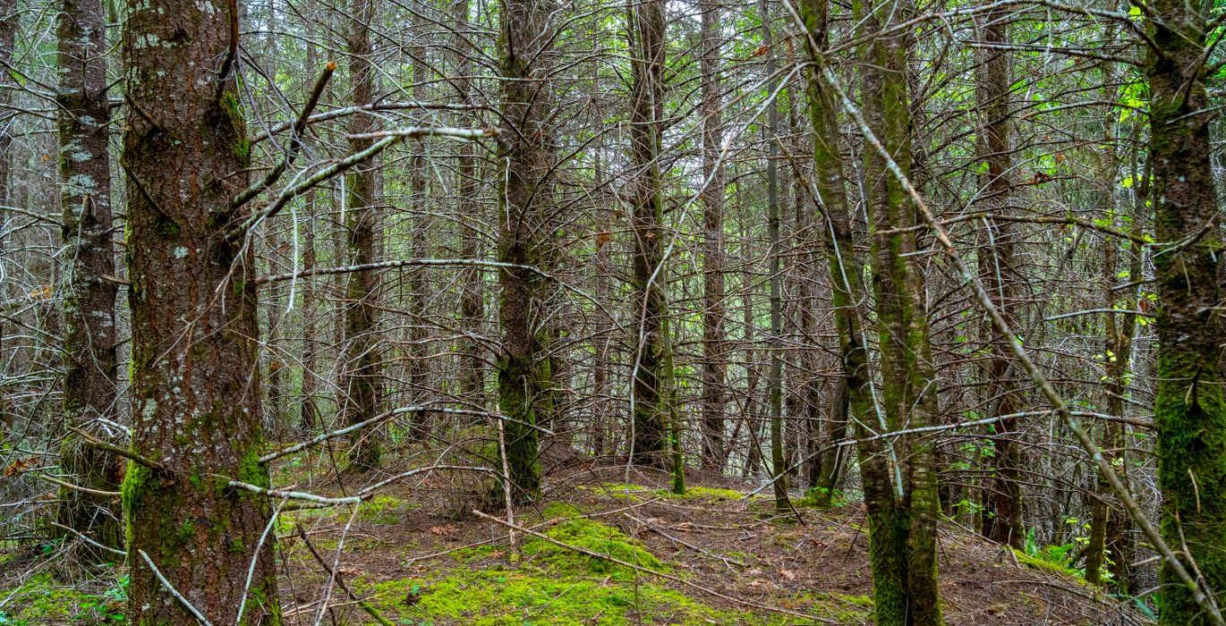 797 Trees Low 6