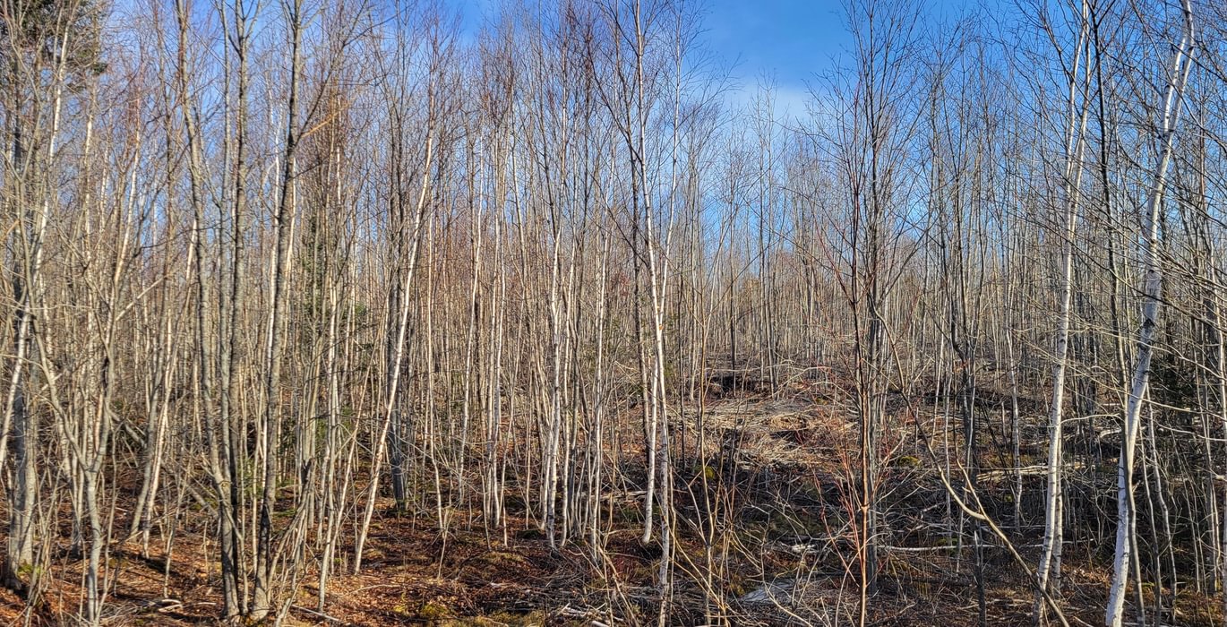 798 trees3