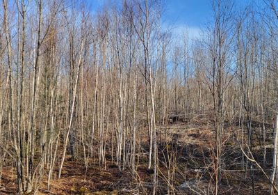 798 trees3
