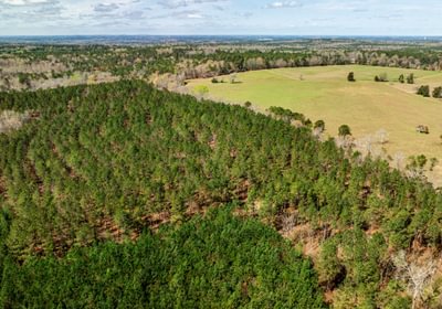 799 AFM Max Pines 16