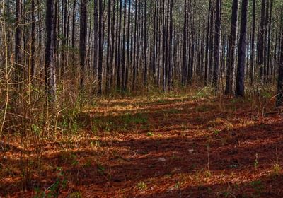 79 AFM Pines at Devereux 12