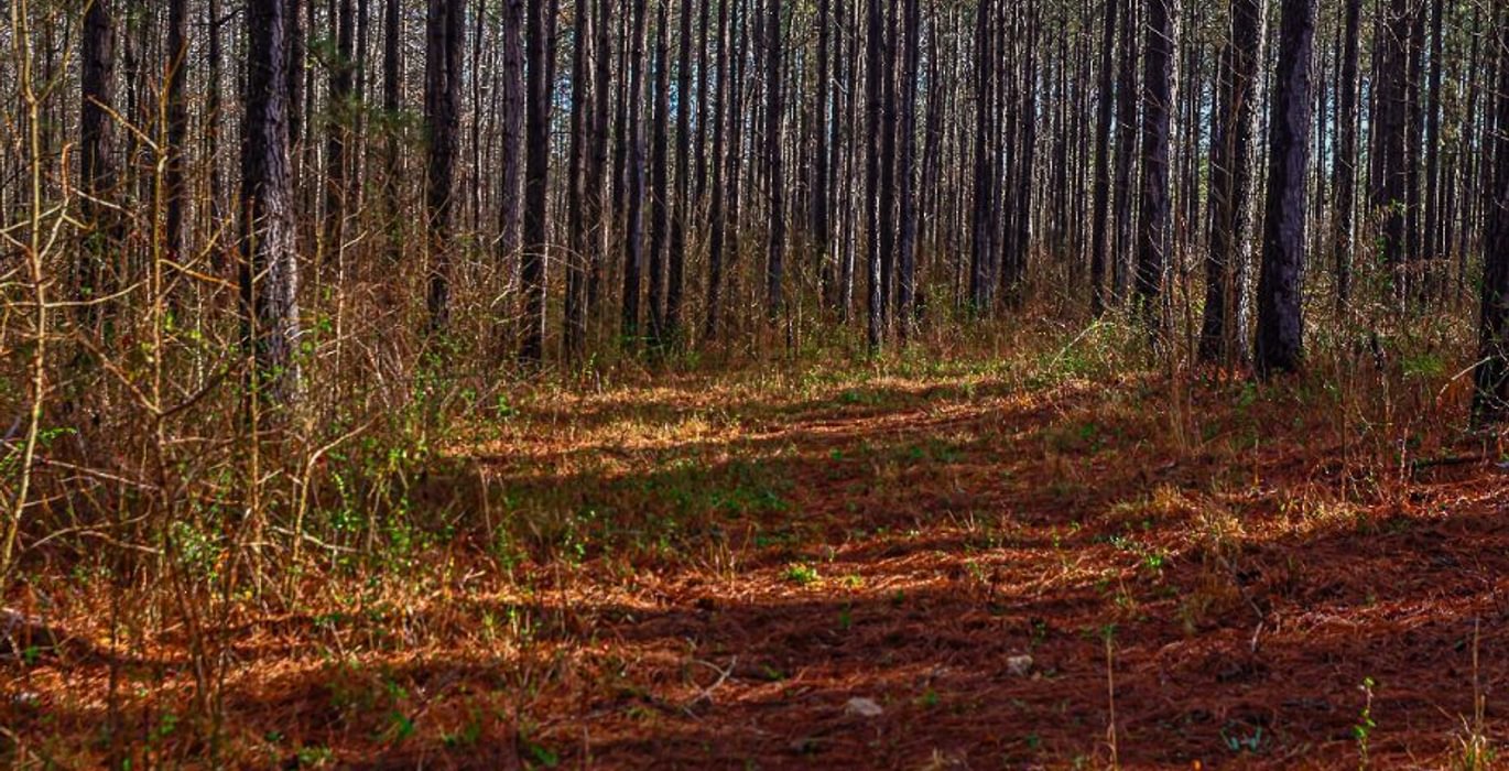 79 AFM Pines at Devereux 12