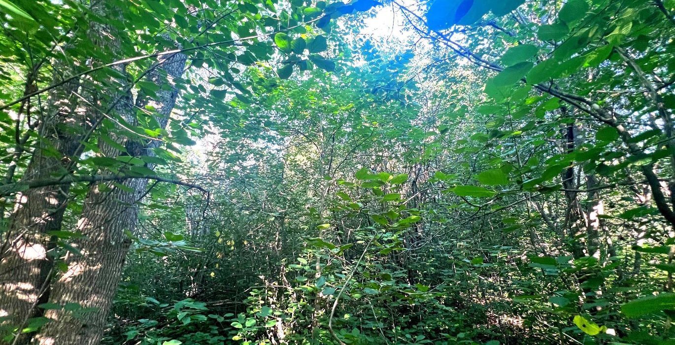 800 IMG 2854