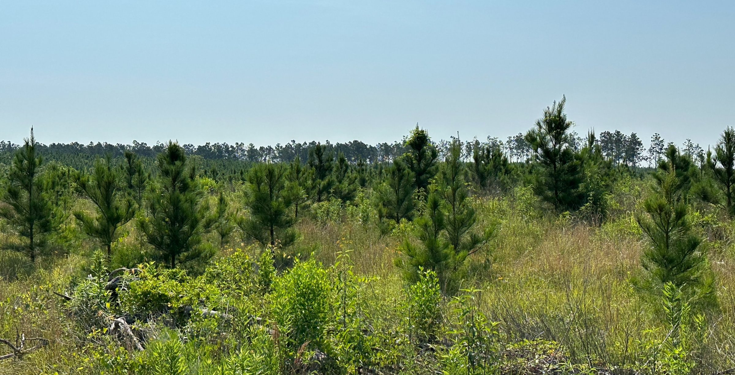 Photo 5 of L Jordan, 574 acres, Cherokee County, Texas