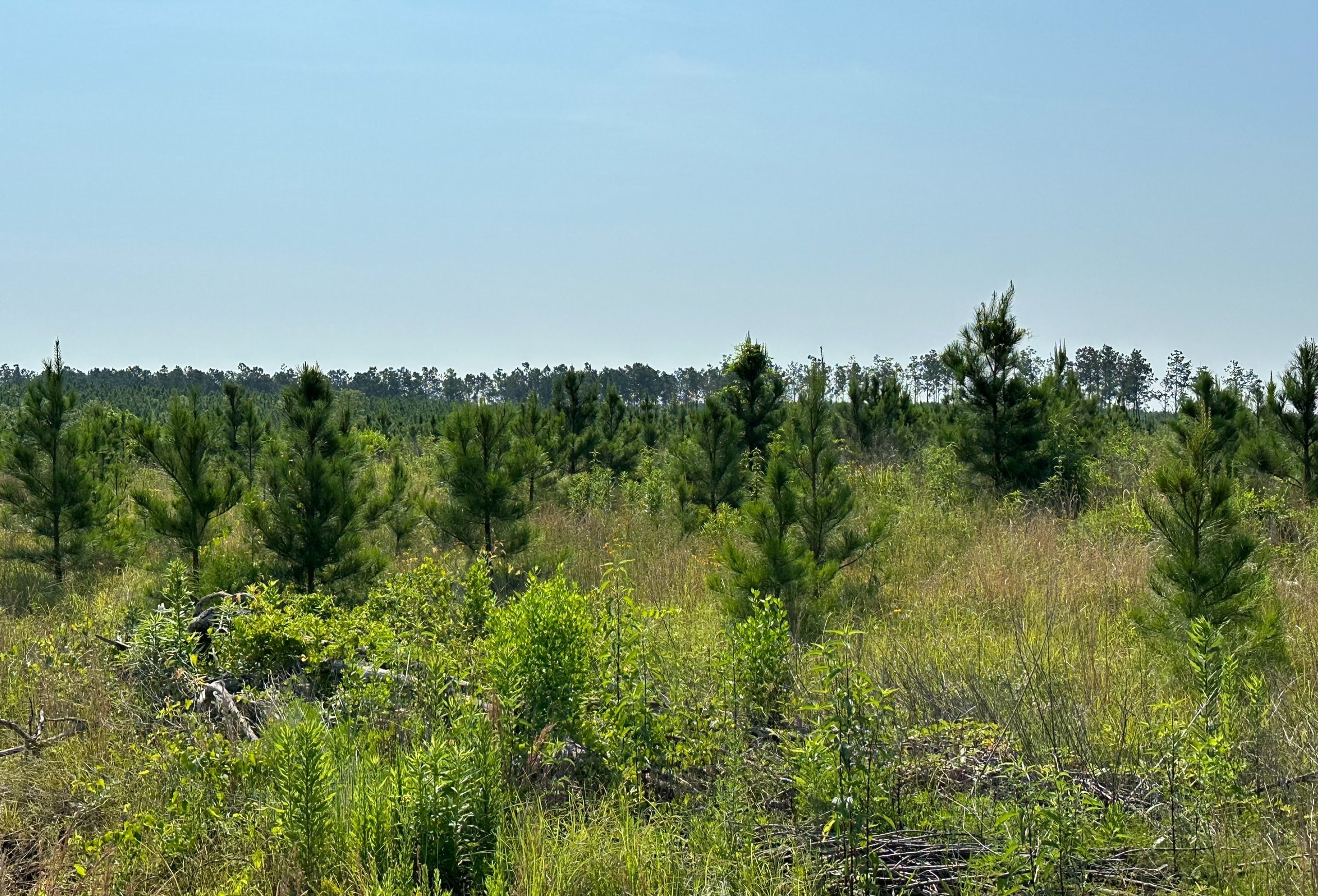 Photo 5 of L Jordan, 574 acres, Cherokee County, Texas