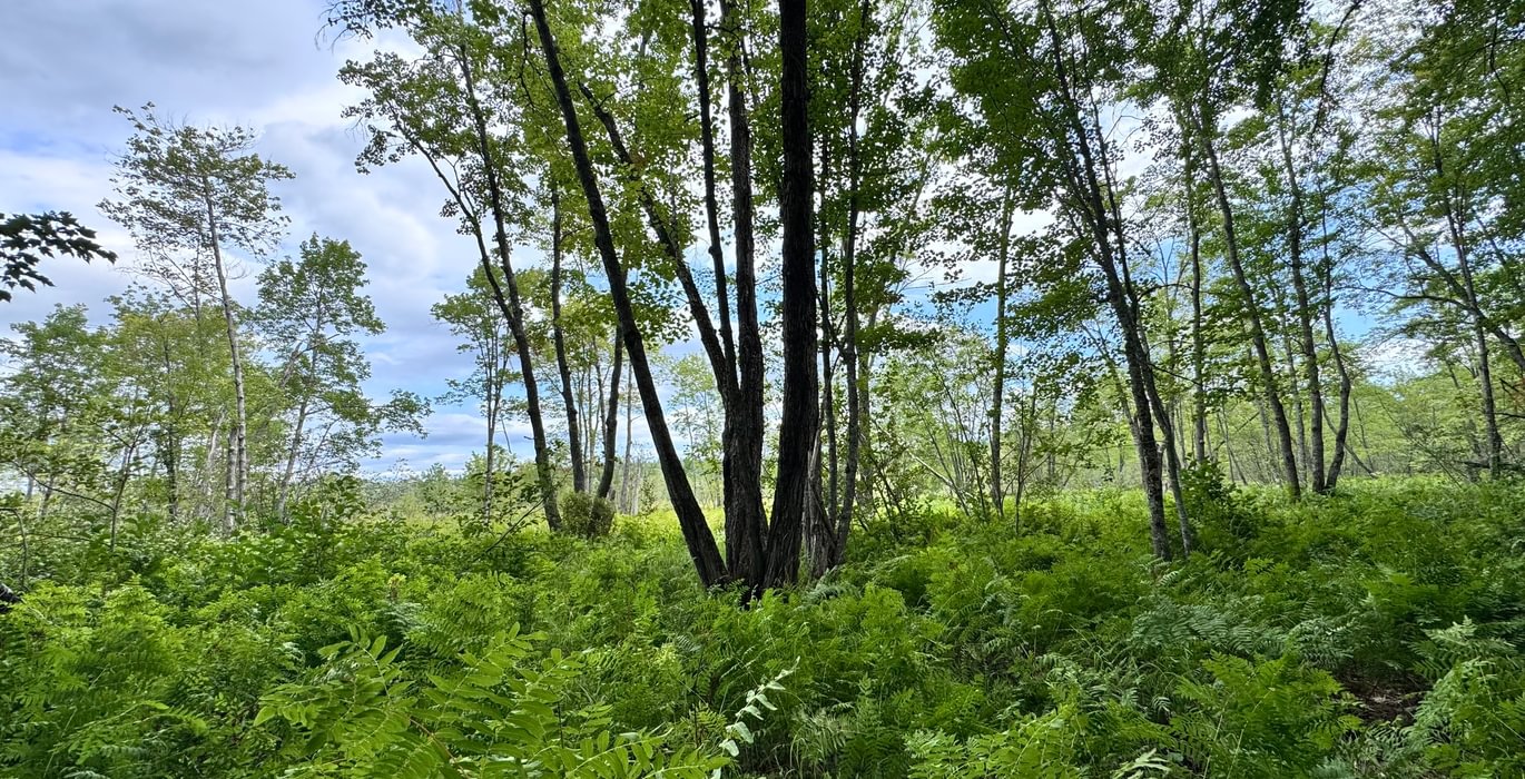 804 Meadow 2