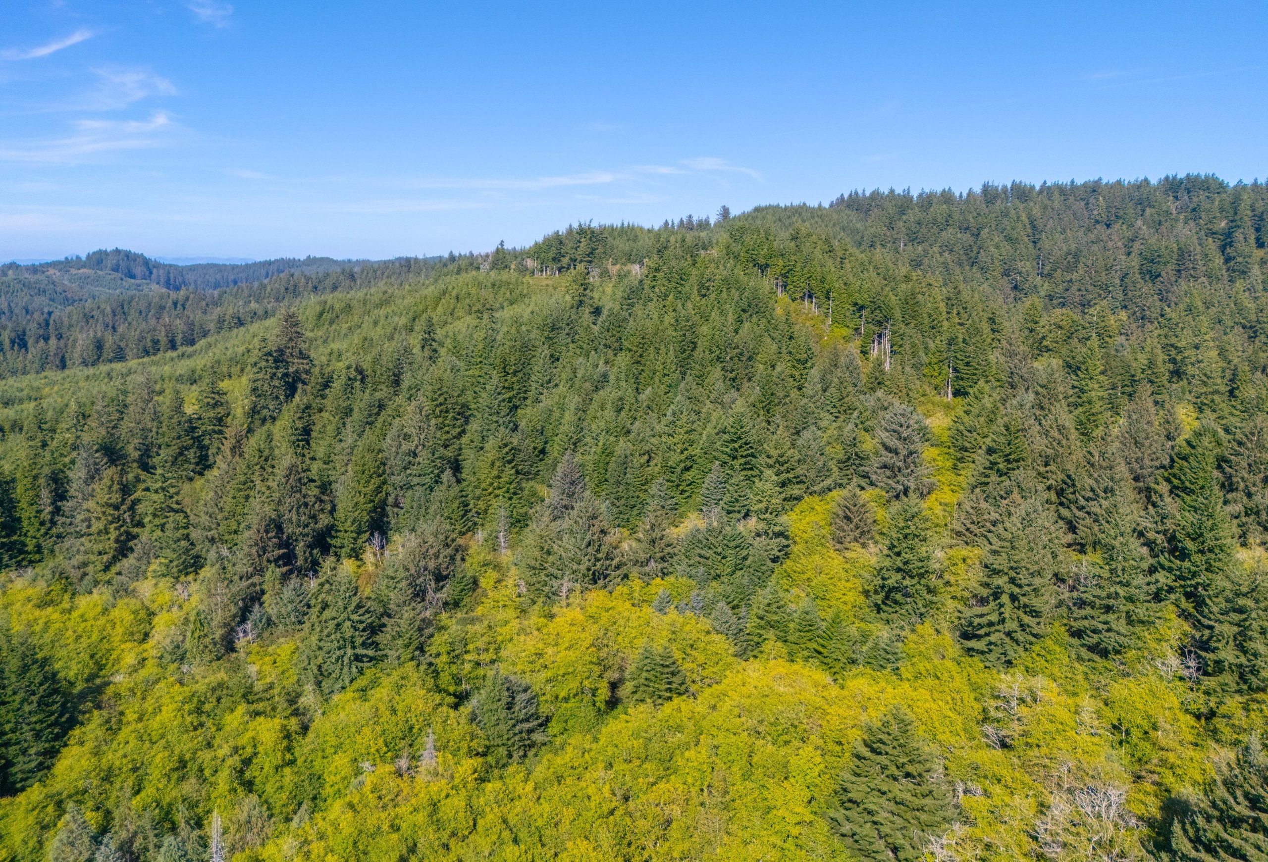 Photo 6 of Sitka Woodland, 35.37 acres, Lincoln County, Oregon