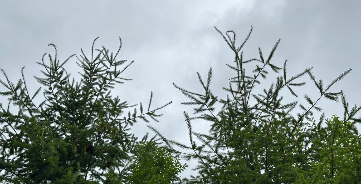 814 IMG 0914