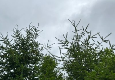 814 IMG 0914