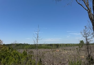81 IMG 7212